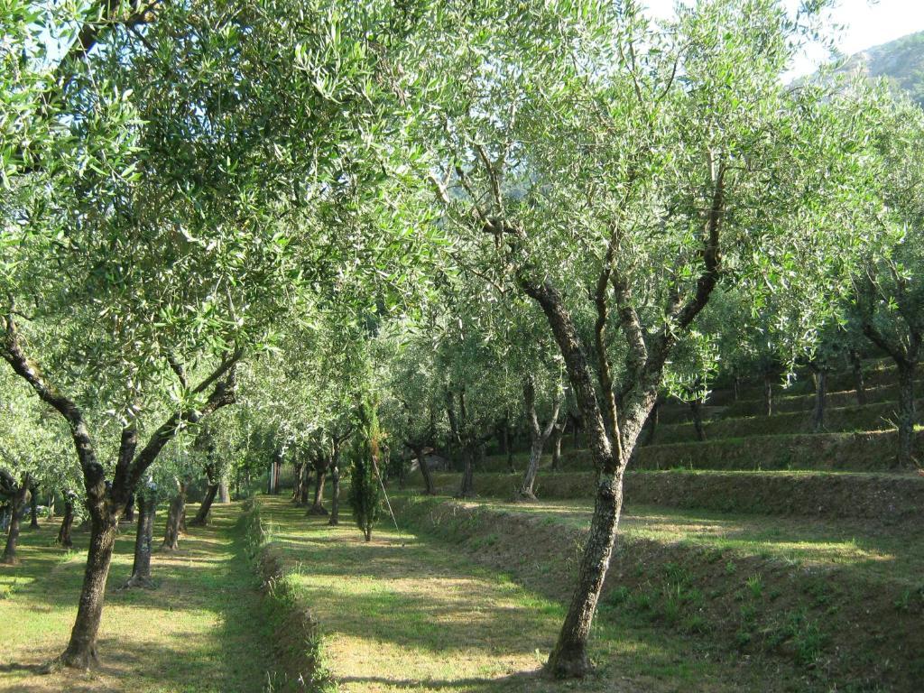 منزل الضيف بيتراسانتا  في L'Arcadia المظهر الخارجي الصورة
